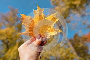 Hand holding a yellow autumn leaf close-up. Deciduous season