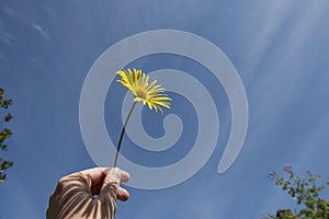 Hand holding yellow daisy flower on a blue sky in the sunshine