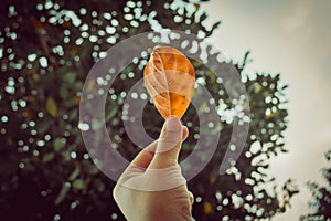 Hand holding a yellow leaf on the background there are autumn trees in the forest or park.