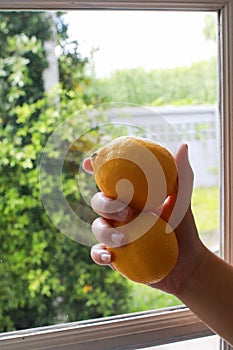 Hand holding yellow lemons near window. Vegetarians and fresh fruit.