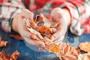 Hand holding yellow maple leaves photo