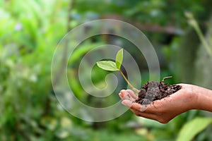 Hand holding young green plant with soil in forest and green plants blurred background at outdoor garden concept of environment