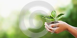 hand holding young plant on blur green nature background. concept eco earth day