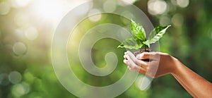 hand holding young plant on blur green nature background. concept eco earth day