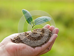 Hand holding a young plant. Close-up