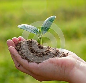 Hand holding a young plant. Close-up