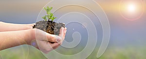 Hand holding young plant on dirt and sunset background .