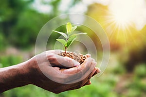 hand holding young plant and green background with sunshine. eco concept earth day photo