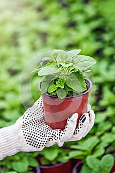 Hand holding young plant and green background with sunshine. Eco concept of World Environment Day