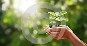 hand holding young plant on green nature with sunshine background. concept eco earth day