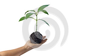 hand holding young plant growing on soil