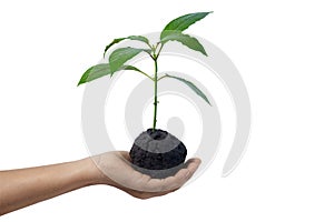 Hand holding young plant growing on soil