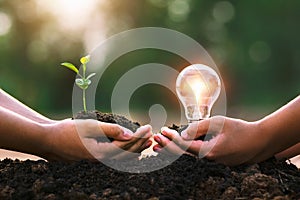 hand holding young plant and ligh bulb. concept saving energy. eco earth day