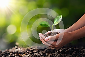 hand holding young plant for planting. concept green world