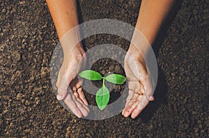 hand holding young plant for planting in soil concept green world