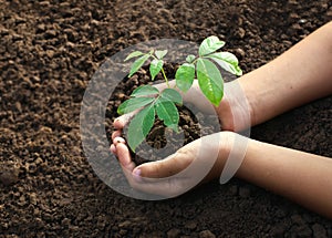 hand holding young plant for planting in soil concept green world