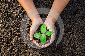 hand holding young plant for planting in soil concept green world photo