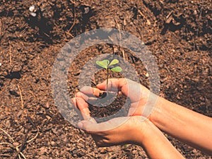 Hand holding young plant ready to grow with healthy soil background, save the world and World Environment Day concept