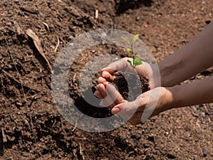 Hand holding young plant ready to grow with healthy soil background, save the world and World Environment Day concept