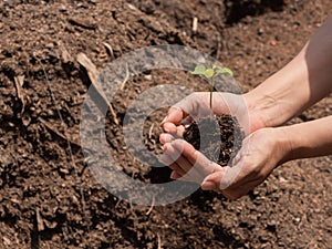 Hand holding young plant ready to grow with healthy soil background, save the world and World Environment Day concept