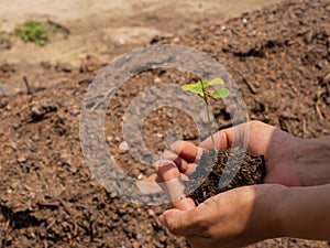 Hand holding young plant ready to grow with healthy soil background, save the world and World Environment Day concept