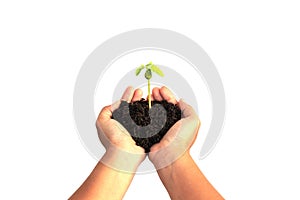 Hand holding young plant with soil isolated on white background