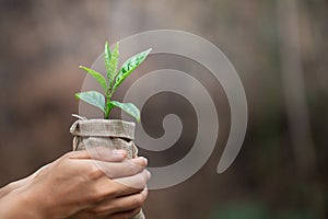 Hand holding young plant  with sunshine.Planting trees to reduce global warming, environment Earth Day, Forest conservation