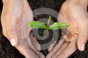 Hand holding young plant  with sunshine.Planting trees to reduce global warming, environment Earth Day, Forest conservation