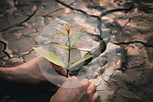 Hand holding young plant  with sunshine.Planting trees to reduce global warming, environment Earth Day, Forest conservation