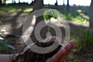 Hand holding a young plant to illustrate the nature preservation and the fragility of the nature.