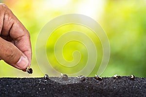 Hand holding young seeds of papaya tree ready to growth into soil on nature green background