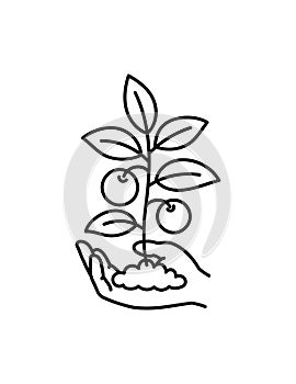 Hand holding young vegetable with fruits. Growth of plant. Care for nature. Vector line icon. Editable outline stroke.