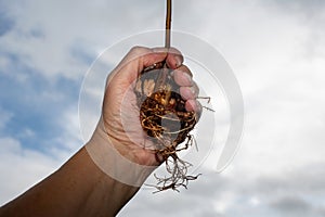 A hand holds an avocado pit with roots in front of the sky