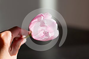 Hand holds blooming rose tulip
