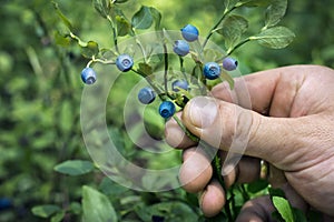 Hand holds the blueberry bush