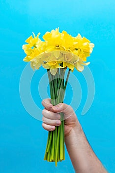 Hand holds a bouquet of daffodils on a blue background. Birthday,, love and congratulatory concept.