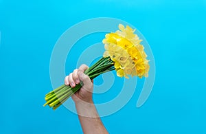 Hand holds a bouquet of daffodils on a blue background. Birthday,, love and congratulatory concept.