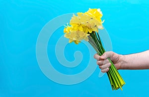 Hand holds a bouquet of daffodils on a blue background. Birthday,, love and congratulatory concept.