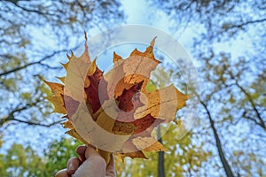 Hand holds bouquet of maple yellow leaf on the background of blue sky and trees in autumn sunny background . Autumn