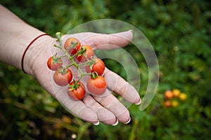 hand holds a branch of ripe cherry tomatoes on a background of blurred greenery