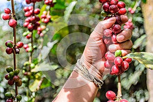 Hand holds branch of ripening coffee beans,