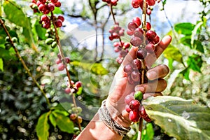 Hand holds branch of ripening coffee beans