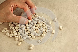 Hand holds chickpea seed to estimate or compare the size, dried chickpeas on craft paper, close-up view with copy space