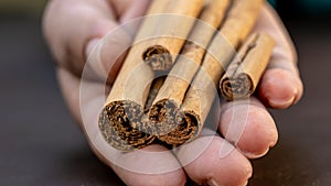 Hand Holds cinnamon sticks, isolated on dark brown background. photo