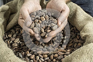 Mano cacao fagioli 