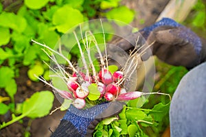 A hand holds a crop of red radish close-up against the backdrop of a garden bed. Early harvest of a root vegetable in a greenhouse