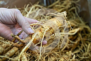 fresh ginseng root on the hand