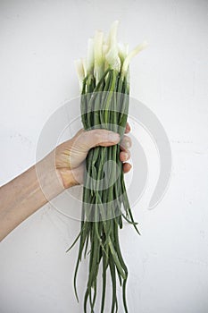 The hand holds fresh onions