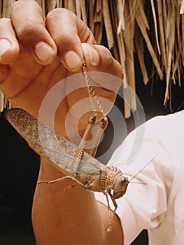 Hand holds giant grasshopper of tayrona National Park in Colombia