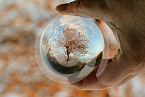 A hand holds a glass ball up to a tree and this is reflected upside down in the ball